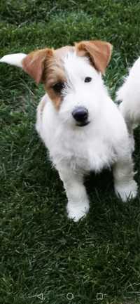 Jack Russel Terrier