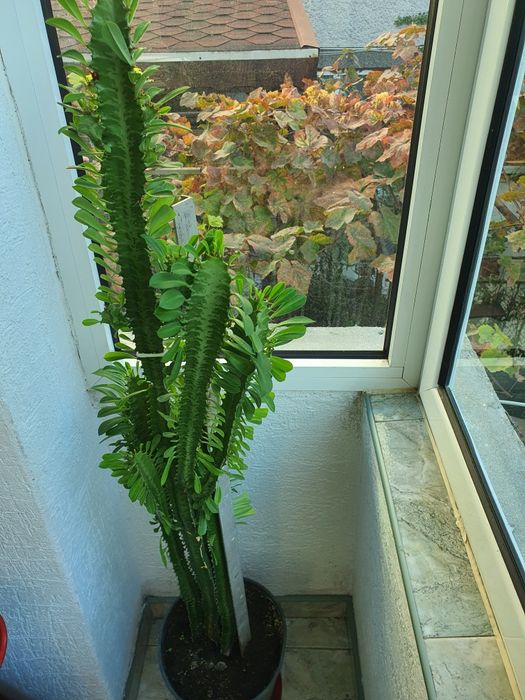 Кактус Euphorbia голям