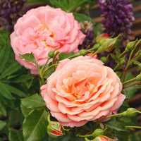 Роза катереща в прасковен цвят
