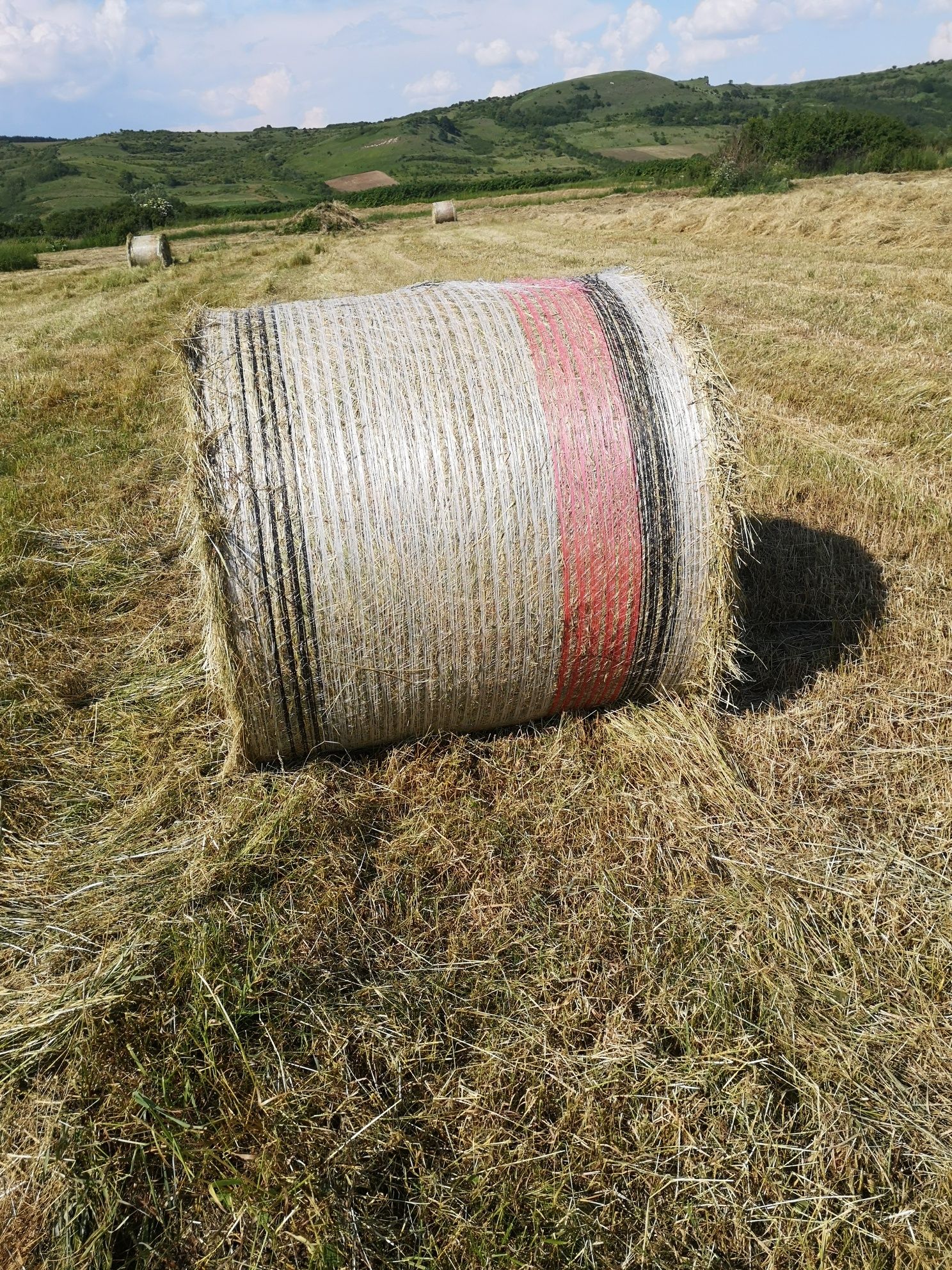 Baloti lucernă certificată ecologic prima coasă