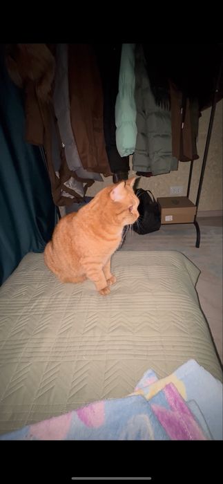 Отдам кота,британец