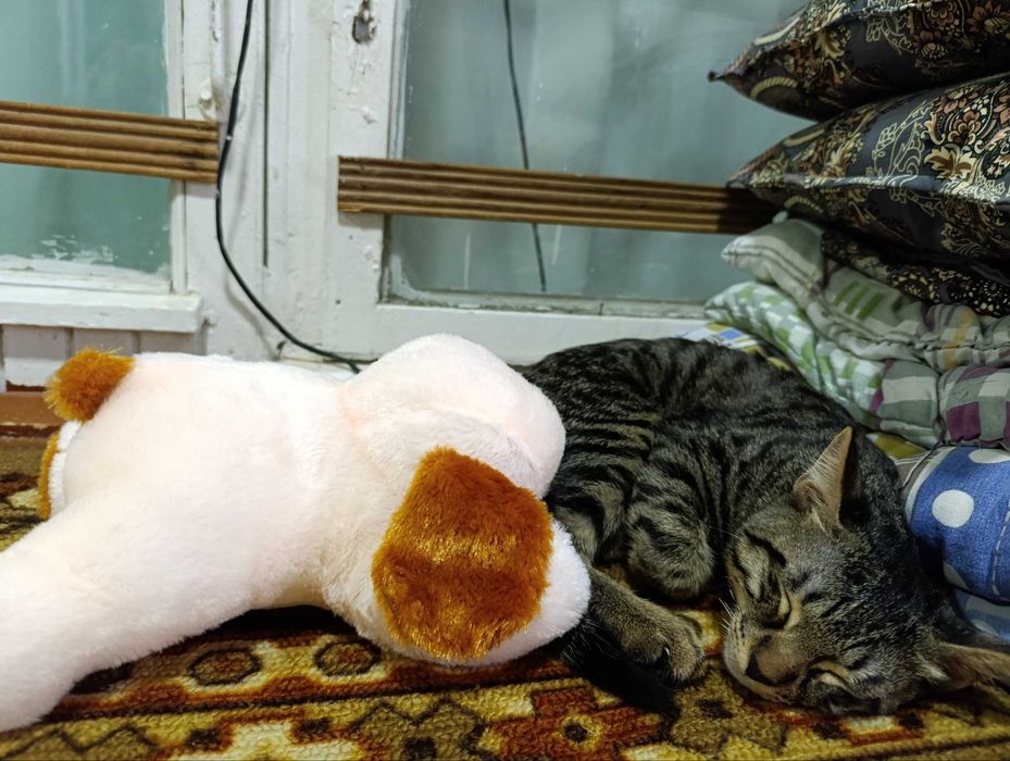 Котик в хорошие руки