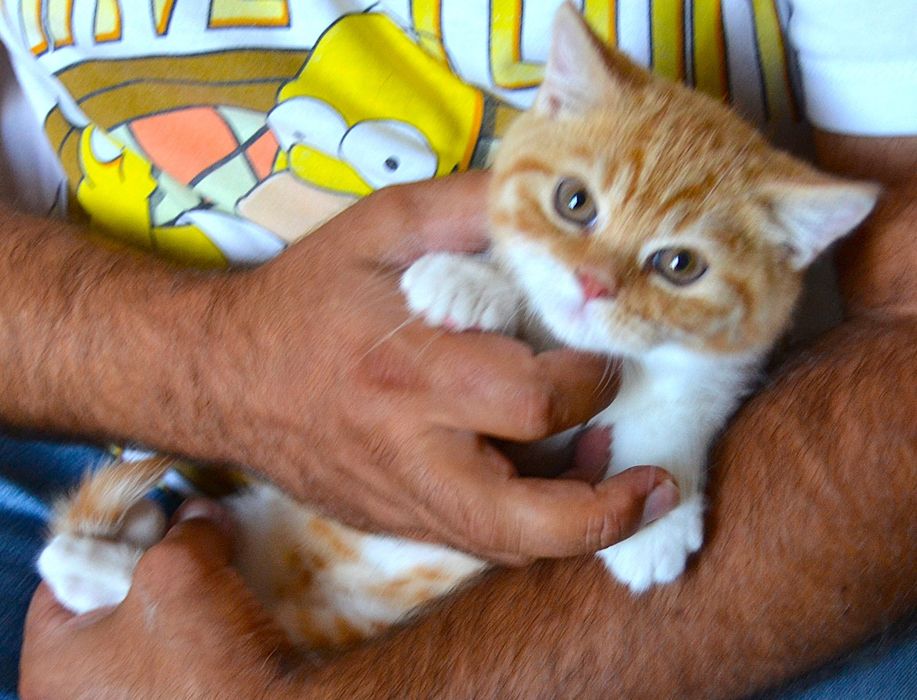 Pisicuț British Shorthair