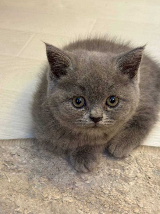 Mushuk bolalari sotiladi