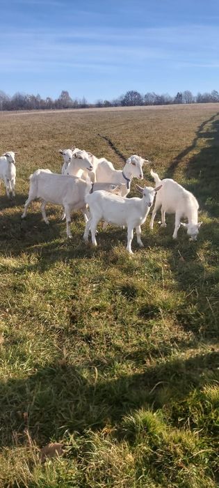 Vand Capre Saanen Rasa pură