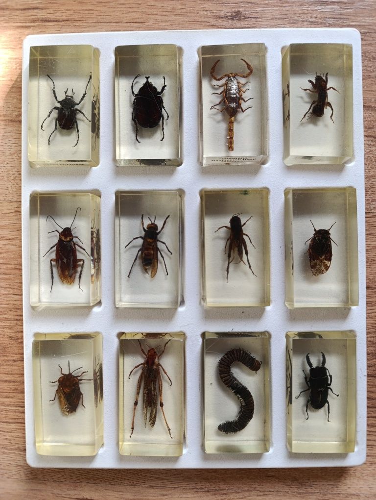 Colecție insecte,27 bucati