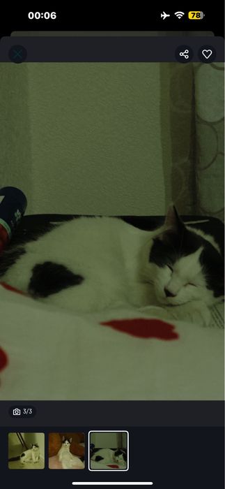 Кошка бесплатно