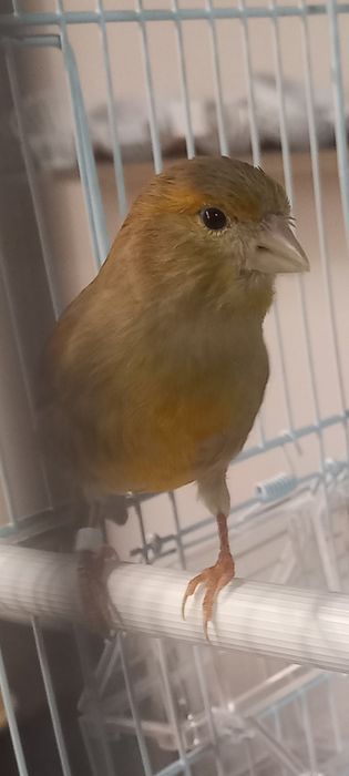 Канарейка таер модалар