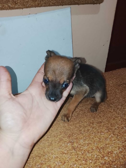 Здравейте, продавам тези две сладки пинчерчета