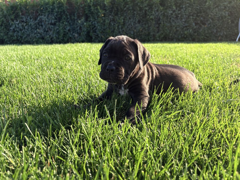 Pui Cane Corso 7 saptamani femela