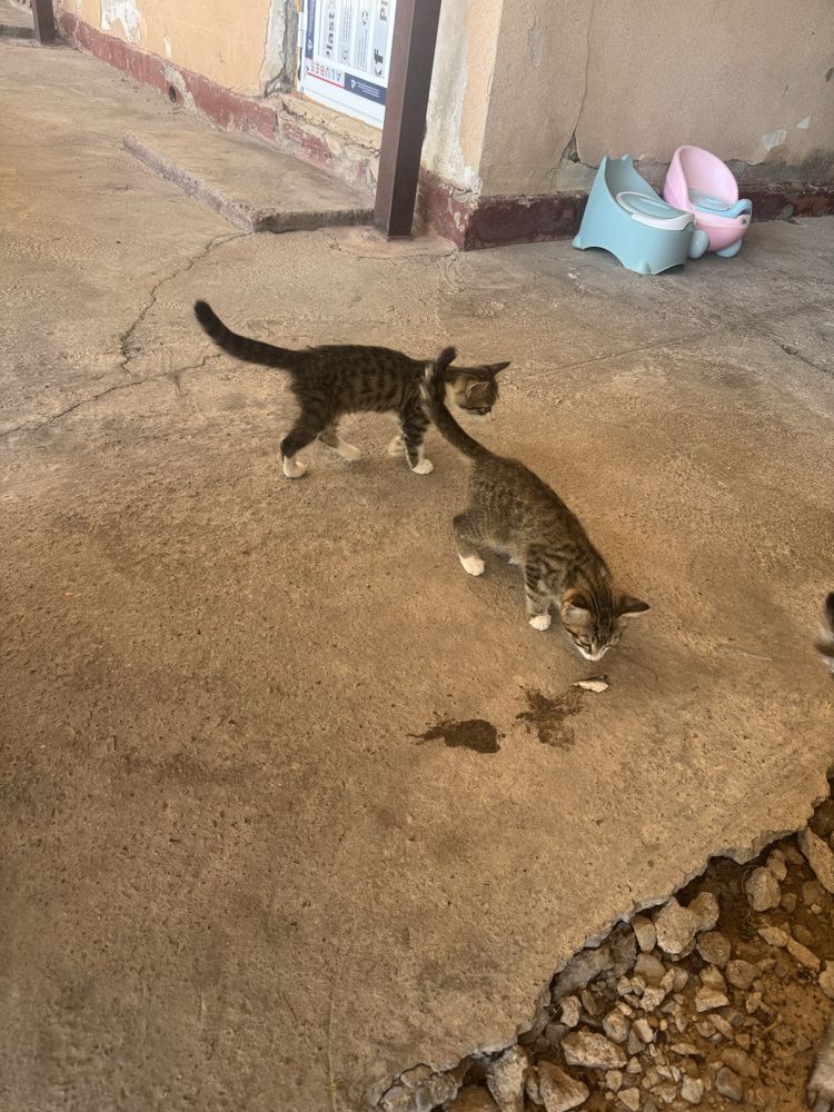 Котята 3 шт отдам в хорошие руки бесплатно