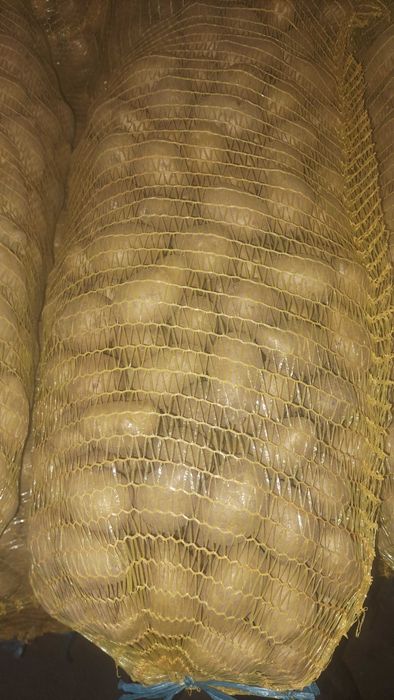 Картофи за семе Сорая