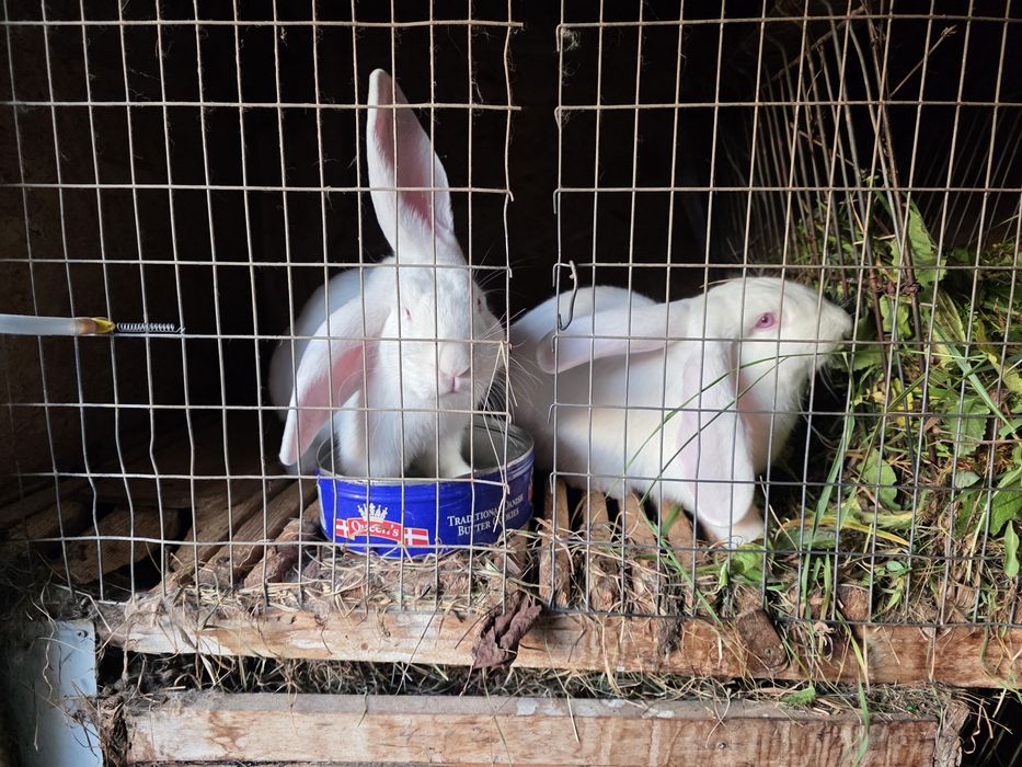 Iepuri de casa 4-5 kg