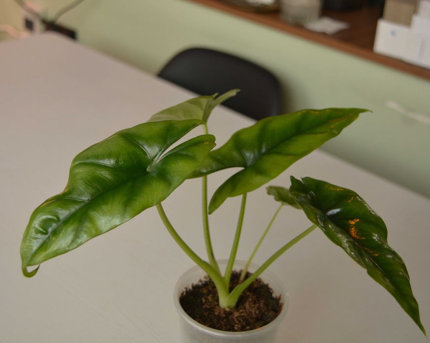 Продам Алоказия Реверса на фитильном поливе
