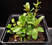 Plante menta peppermint