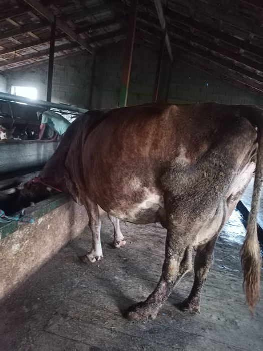 Продам корову стельная