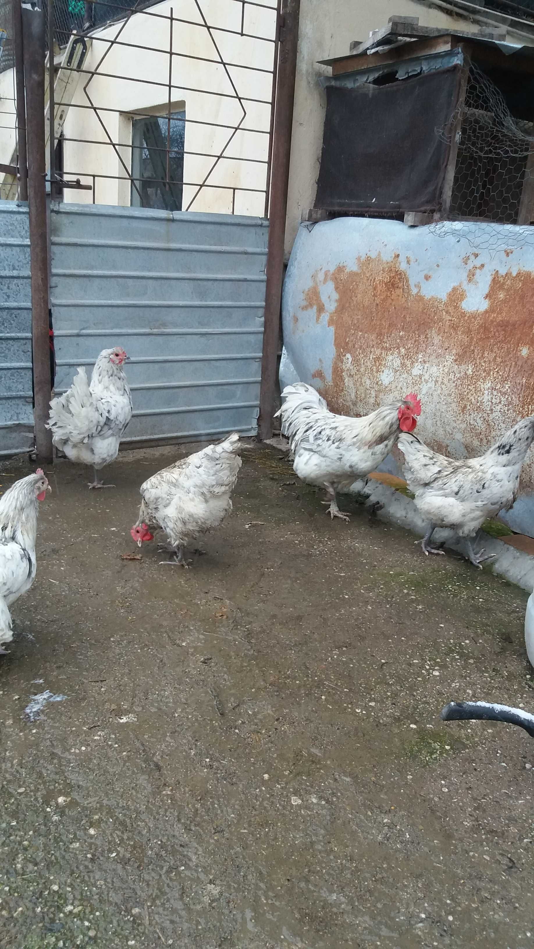 Australorp- pui de o zi (12 lei) si oua pentru incubat (5 lei)