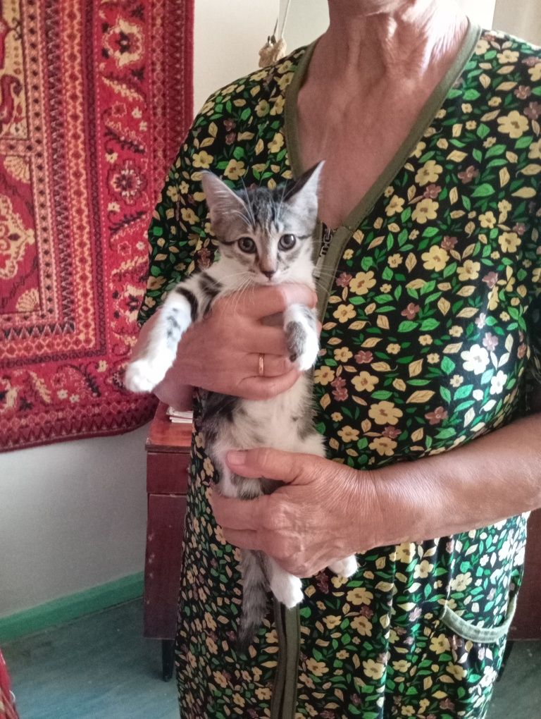 Отдам даром котят