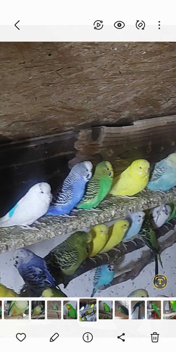 Perusi.Nimfe.Papagali cantatori. Papagali de munte.