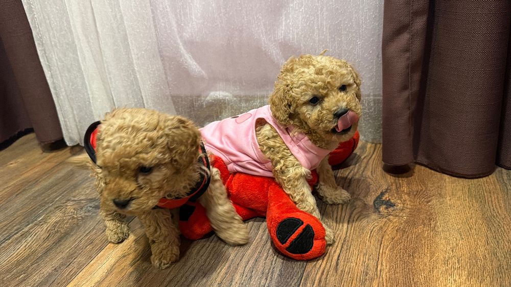 Пудел той, пуделчета