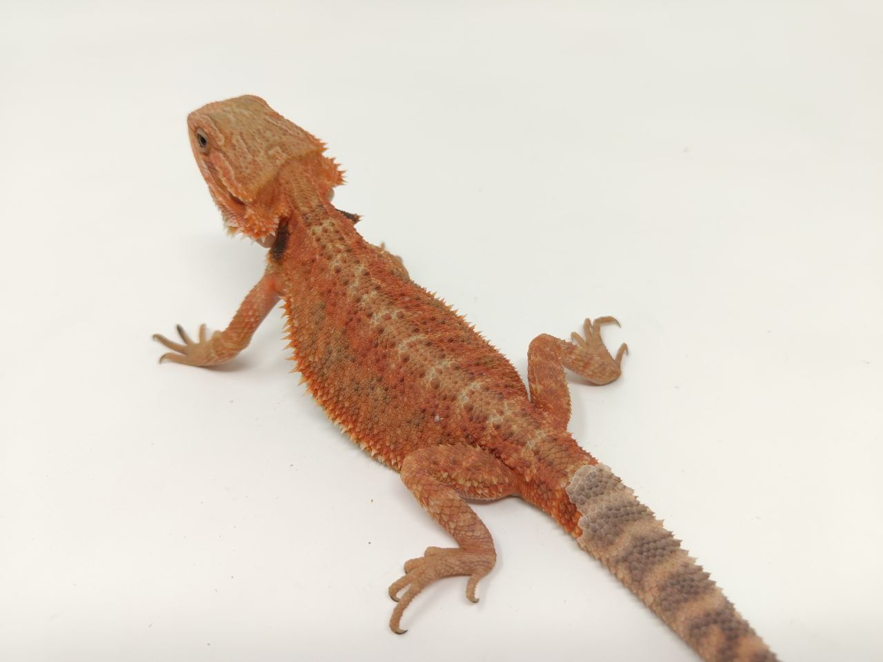 Червена Брадата Агама / Red Pogona vitticeps