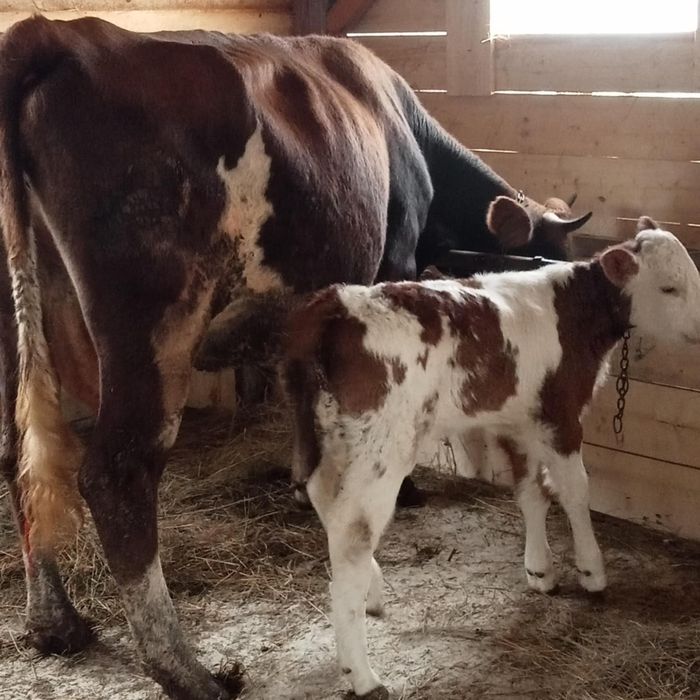 Vînd vacă de 4 ani cu vițel