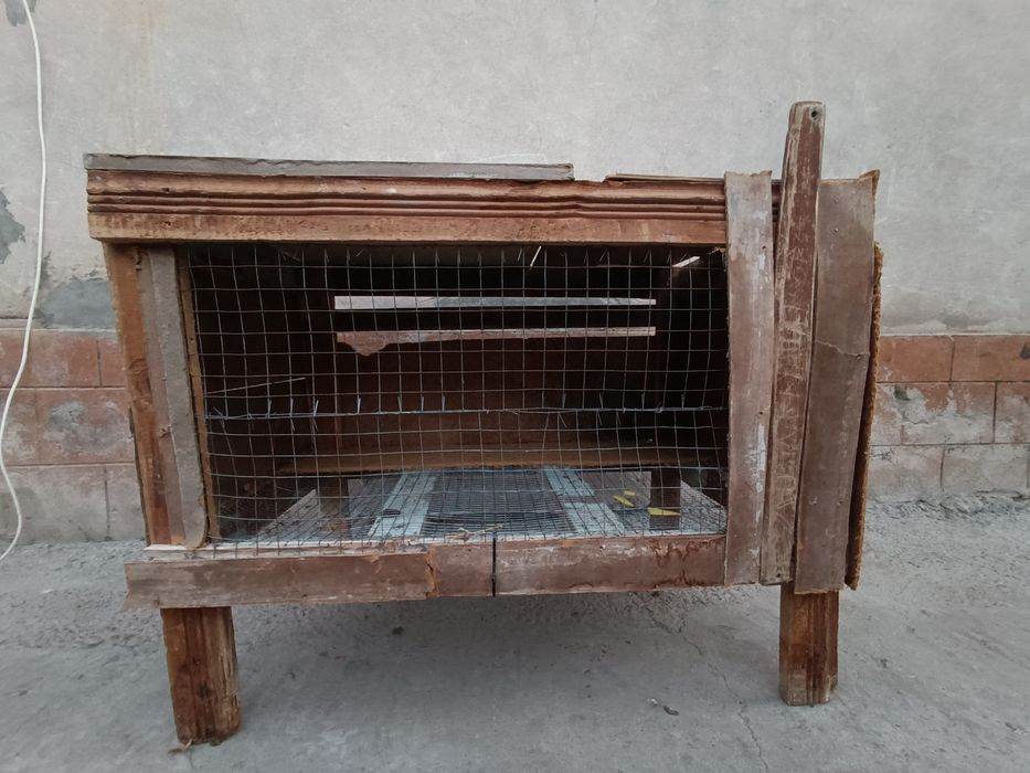 Quyon katak 1 honali