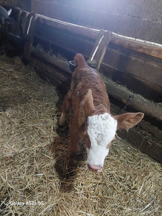 Vitel baltata romaneasca