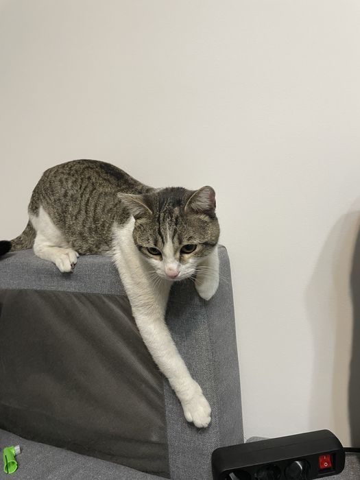 Ласковый  КОТИК ИЩЕТ себе ДОМ!!!