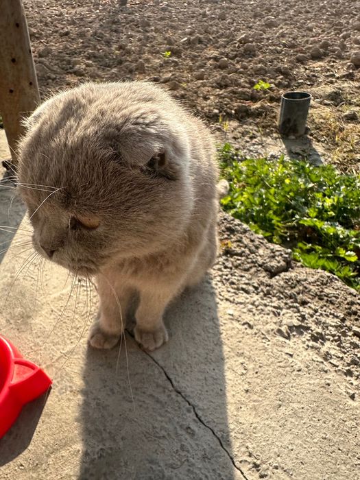 Mushuk sotlad ogil bola