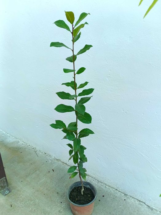Plante aromatice in ghivece, piper, dafin, eucalipt, bananier, maslin