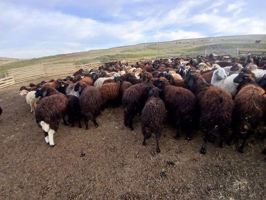 Vand Cârlani 250 bucati