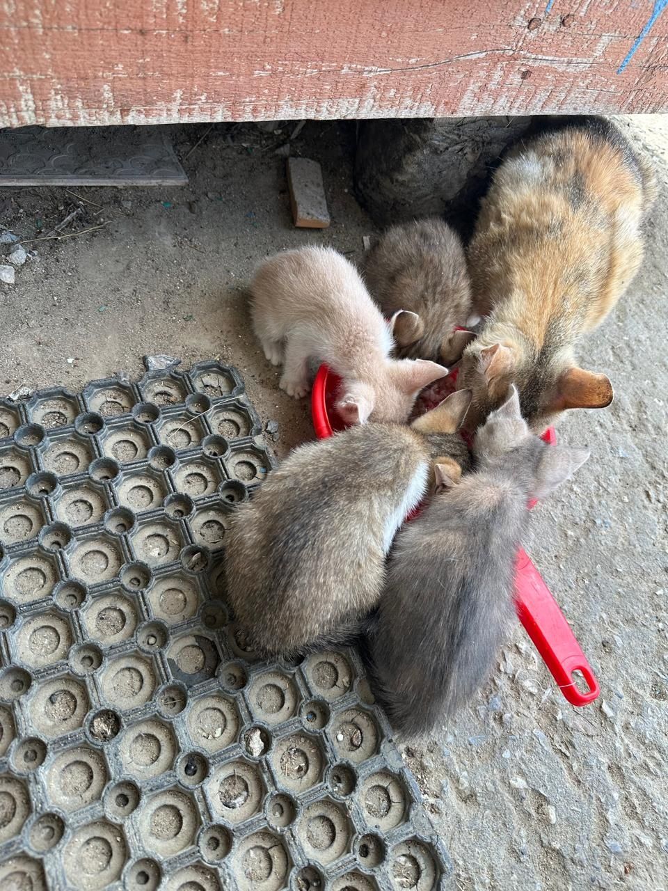 Котёнок 1,5 месяца