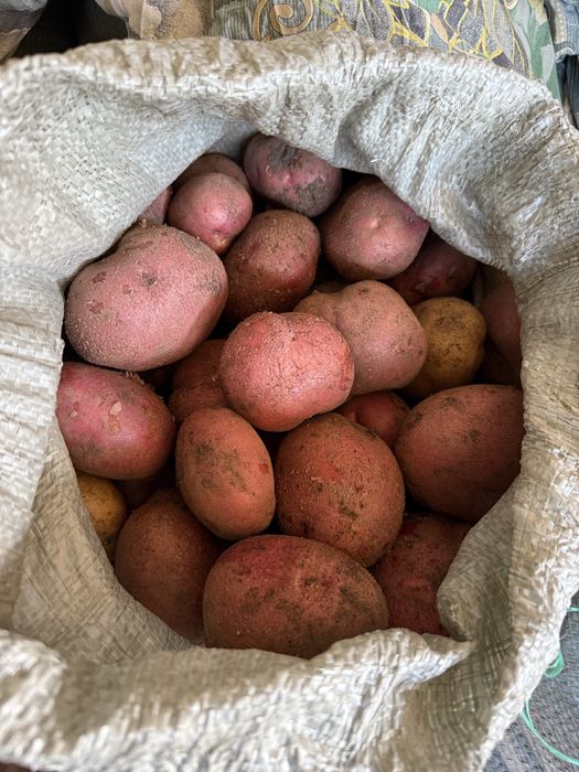 Домашний картофель