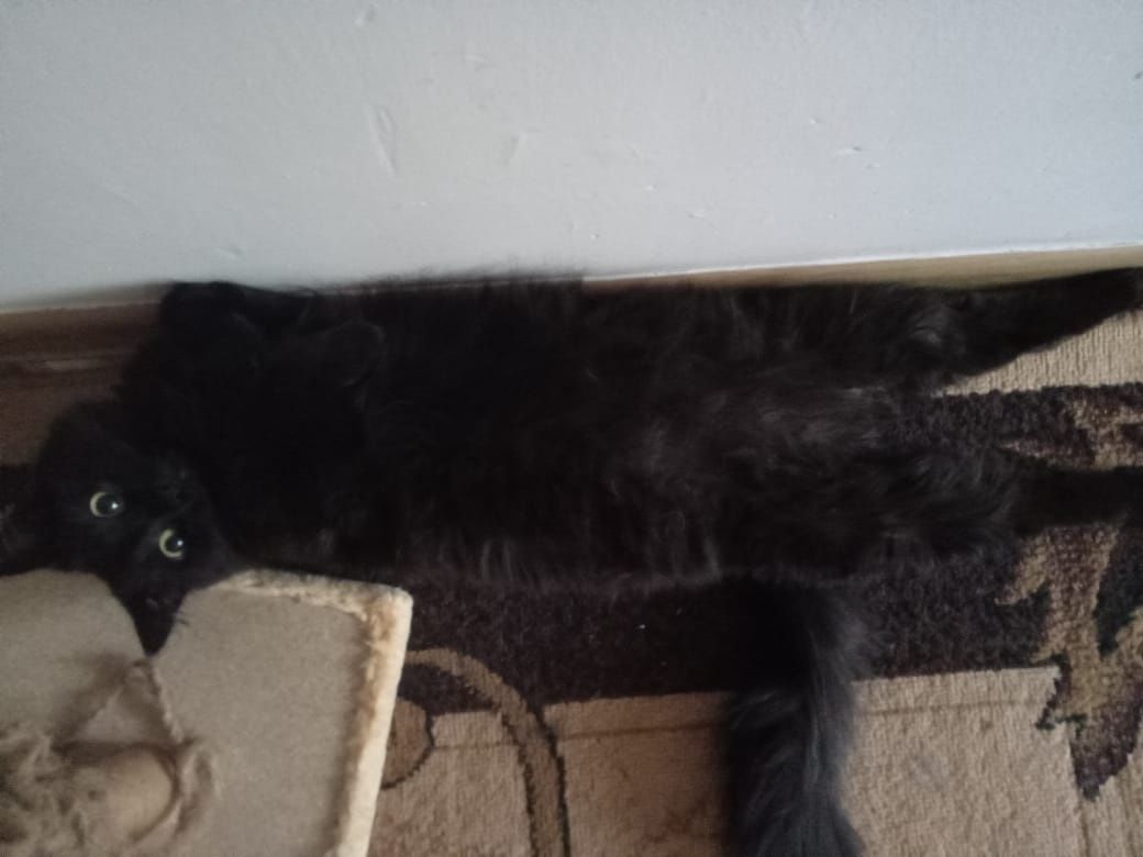 Отдам даром Кота