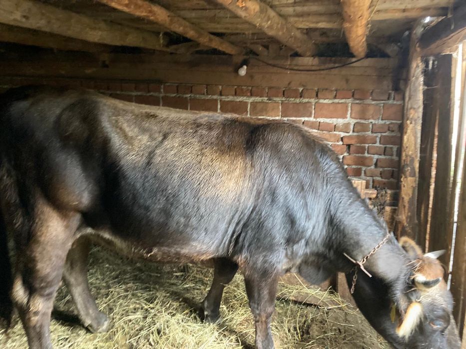 Vaca de vanzare varsta 3 ani
