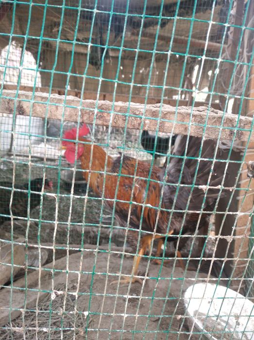 Xoʻroz 598 000 ming (2 tasi birda)