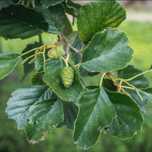 Arin negru puiet ( Alnus Glutinosa) / Arin negru la pret de producator