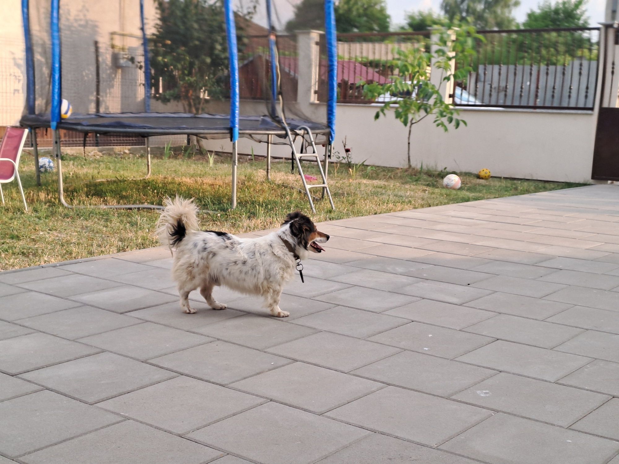 Donez câine de curte, talie medie, bun de pază