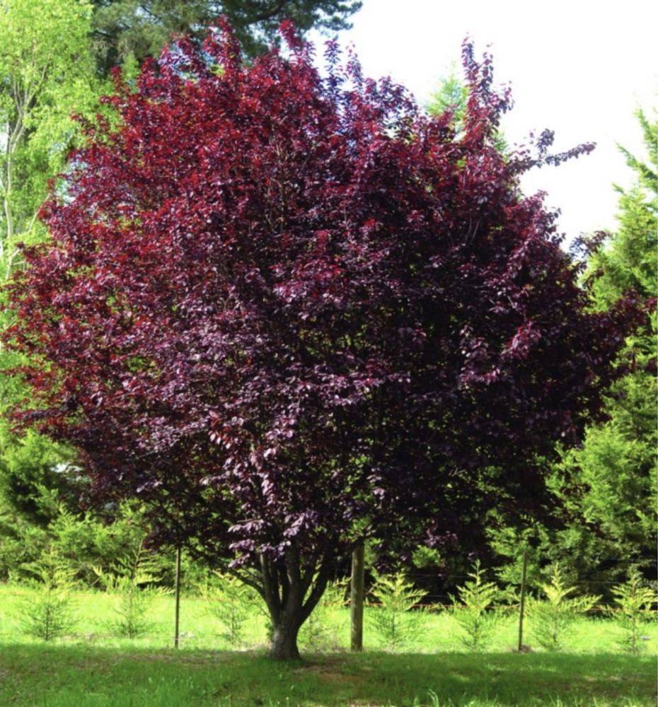 Prunus Pisardis / Nigra