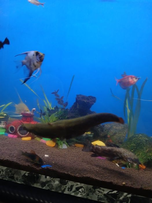 Сом,мешкожаберный,200мм