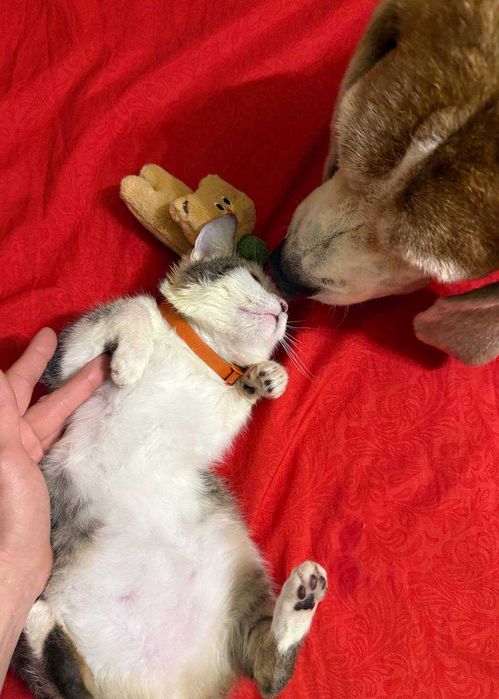 Не просто котёнок — маленькая подруга на всю жизнь