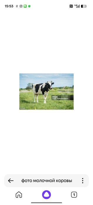 Продам высокоудойнных молочных коров.