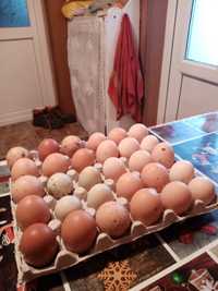 Vând ouă de găină proaspete rasă viadot și austrolop