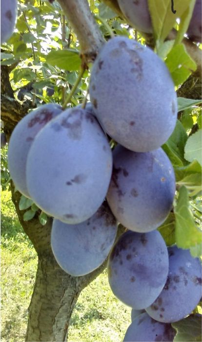 Prune de țuica zemoase