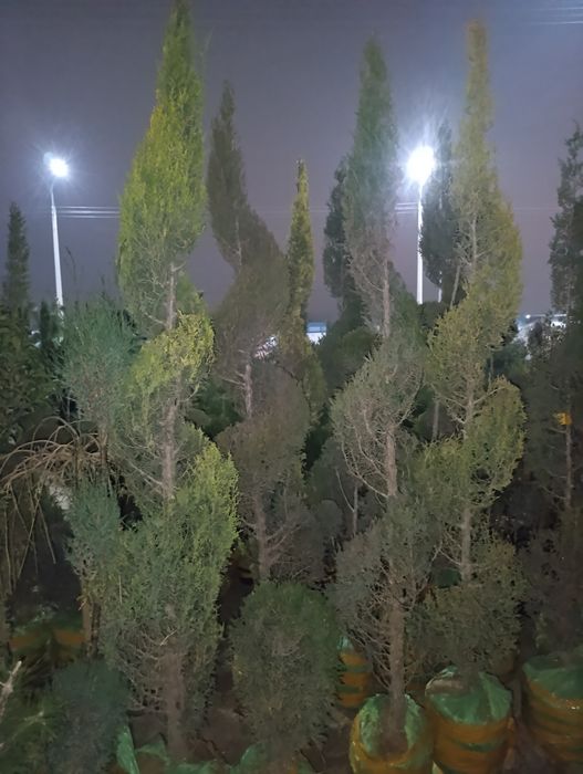 Арча ,мевали ва манзарали кучатлар.саженци ёлки и фруктовые