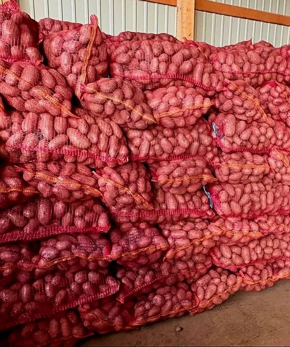 Vând Cartofi consum