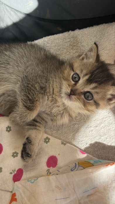 Котята золотые Шиншиллы