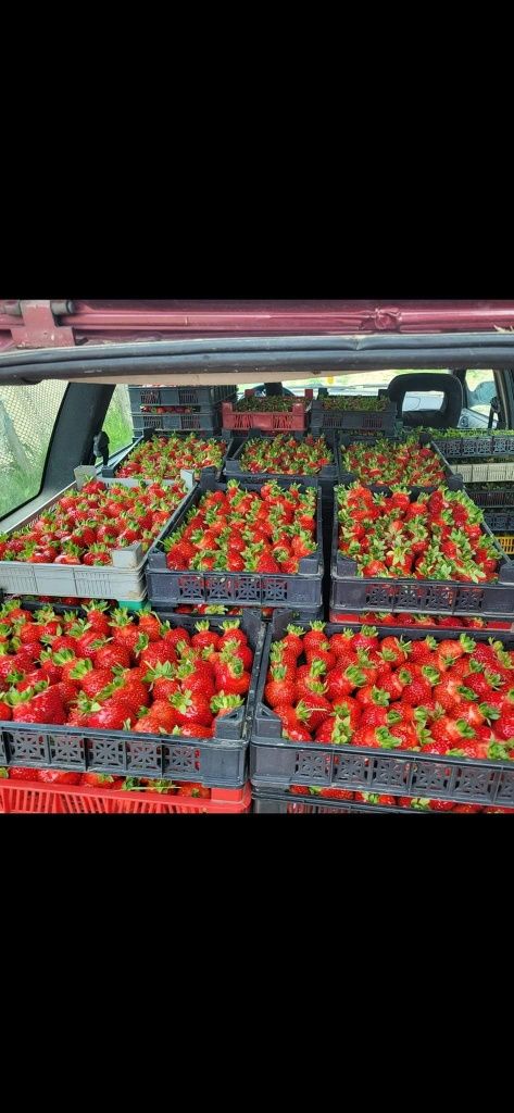 Продавам добре вкоренен разсад