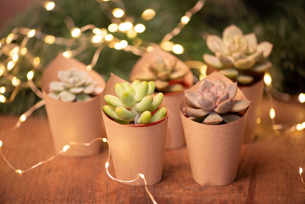 живи подаръци с цветя